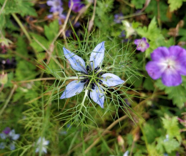 Flower